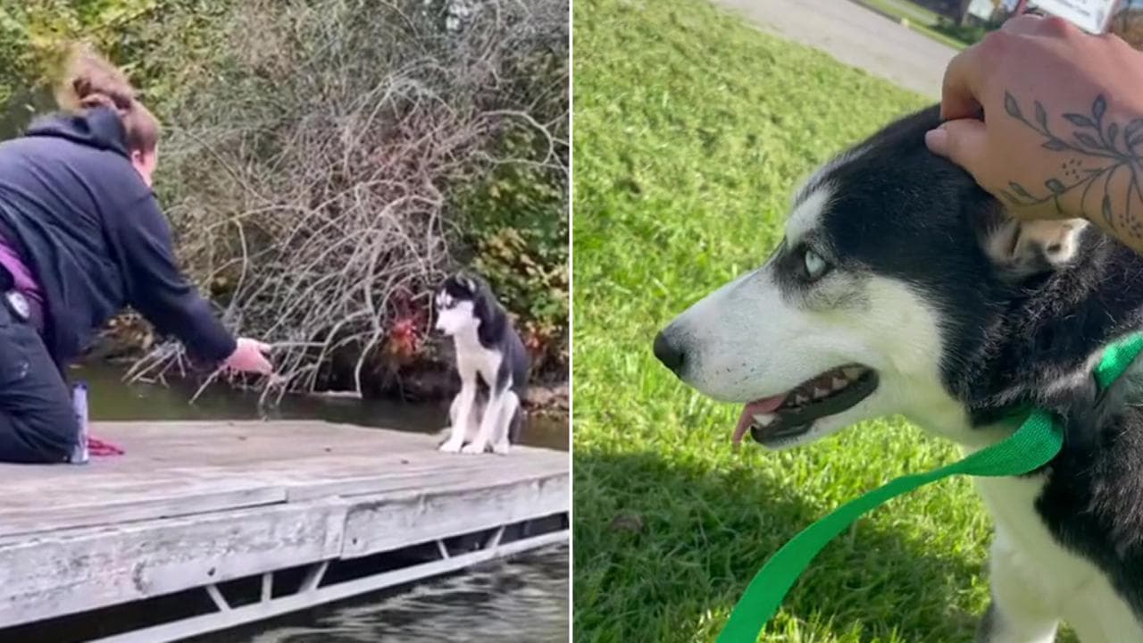 Il cane che aveva paura degli umani si trasforma grazie all'amore - La ...