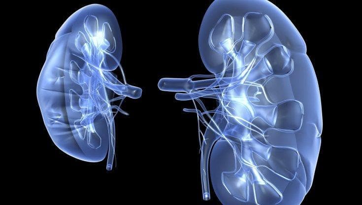Tumore del rene, dopo 8 anni si conferma l'efficacia della doppia immunoterapia