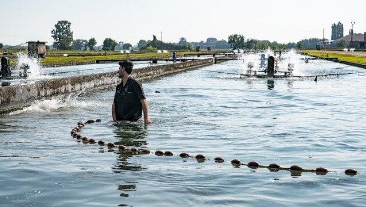 Così a Goito è nata la magia del caviale Beluga
