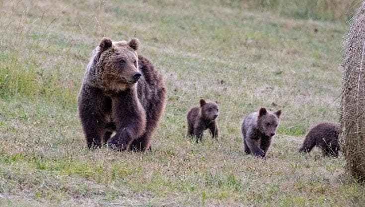 La crisi climatica fa crescere conflitti tra uomo e animali