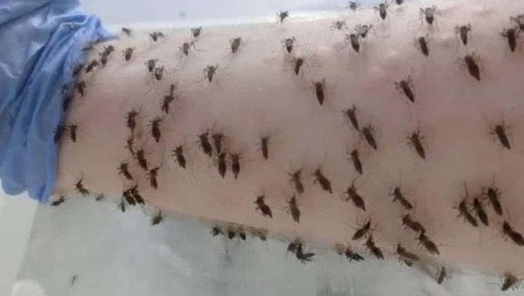 Le zanzare pungono te e altri no? Non è ‘colpa’ degli zuccheri nel sangue
