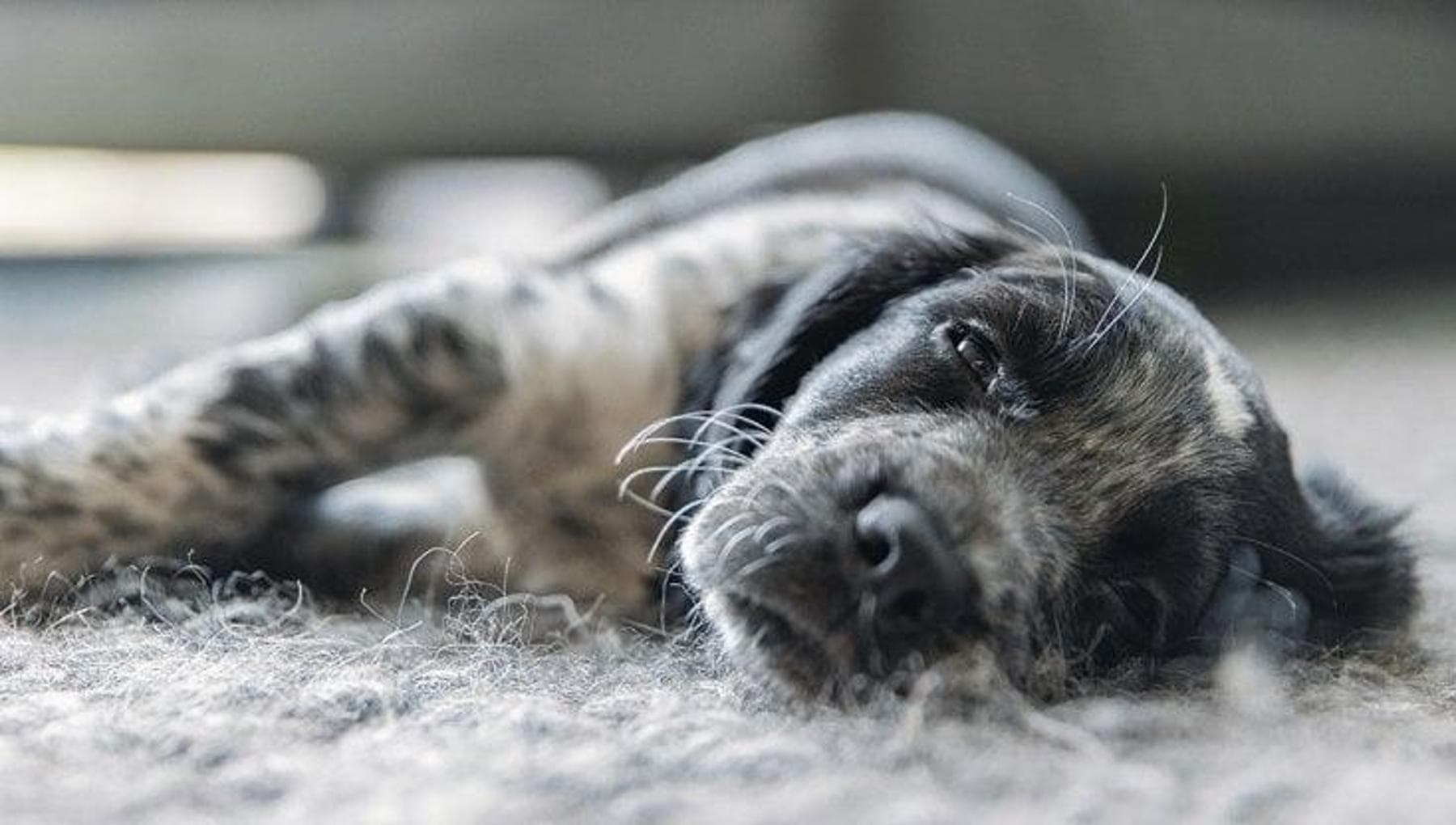 Perché il mio cane si struscia sulle cose che puzzano? - La Stampa