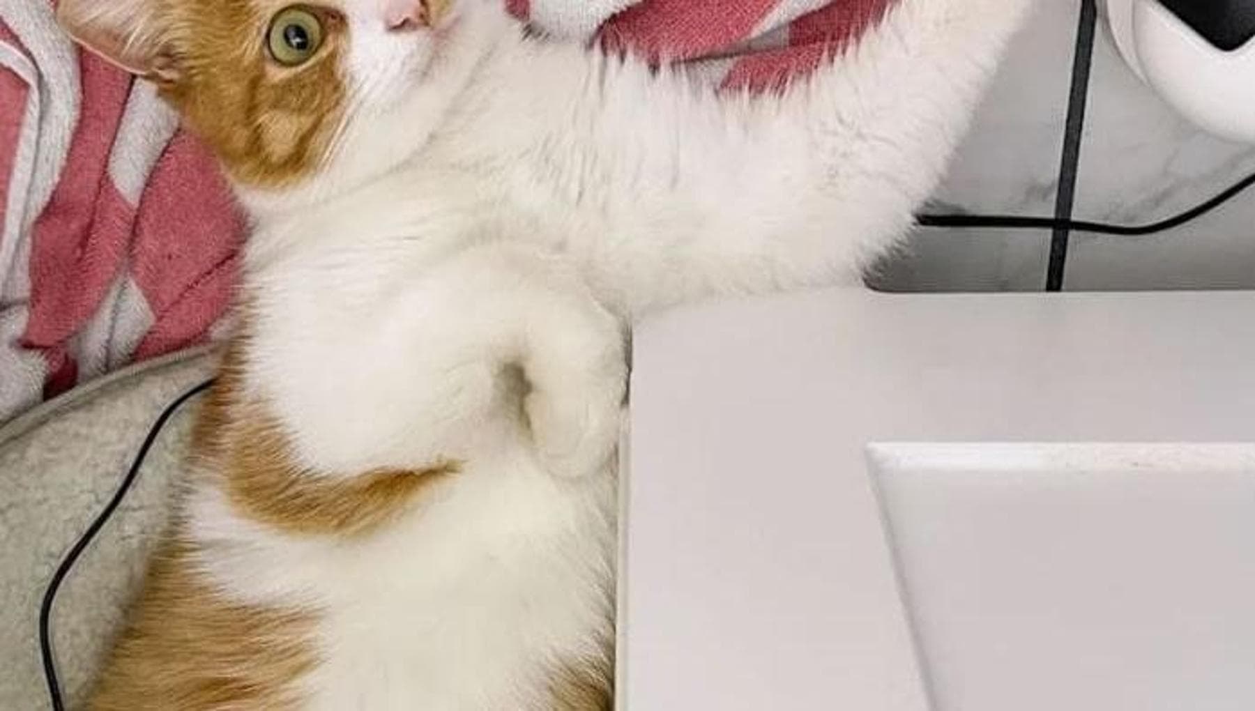 Il gatto Phoebe si arrampica su una finestra e trova una vita migliore ...