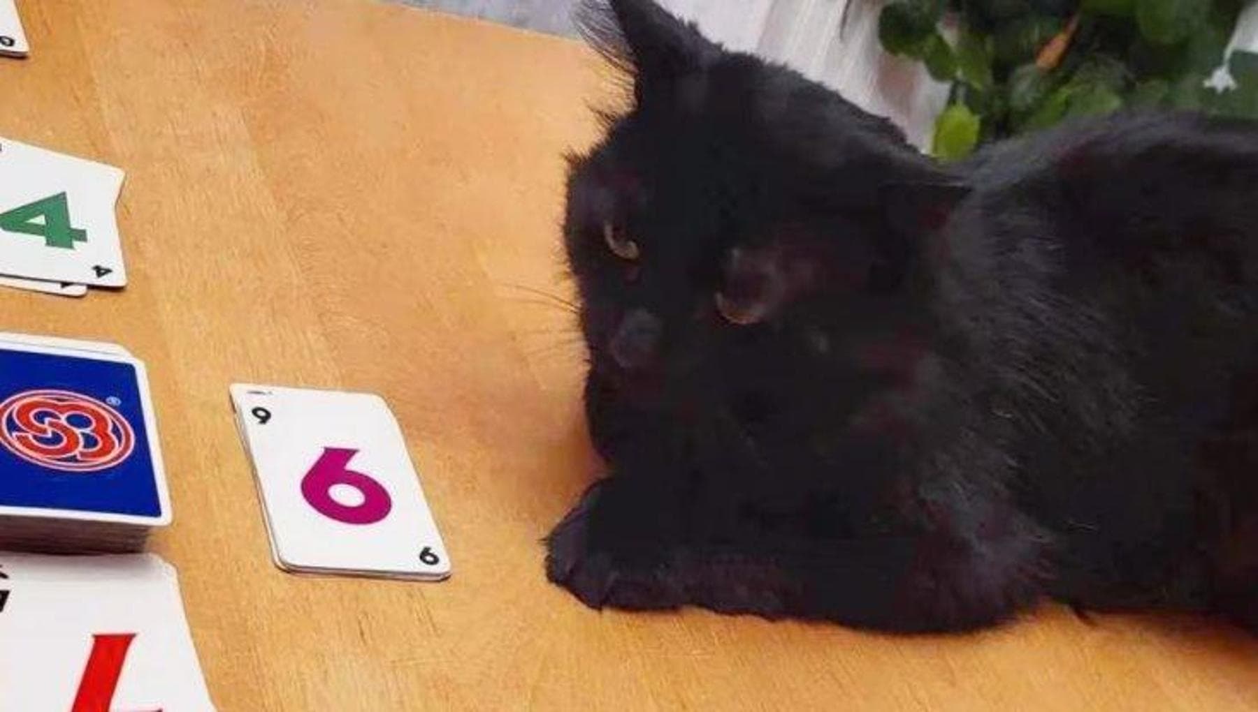 Balth, il gatto nero che si nascondeva nell'ombra ora ha le carte