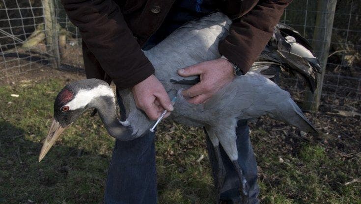 Aviaria, i vaccini restano la strategia migliore per prepararsi a una eventuale pandemia