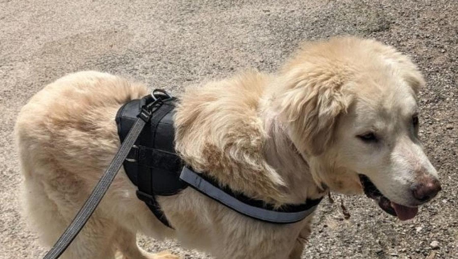 La trasformazione di Wesley, il cane abbandonato con un corda al collo ...