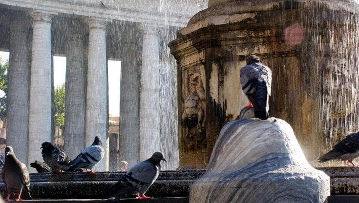 Il problema dei piccioni in città. In Germania c'è chi sceglie l'uccisione cruenta