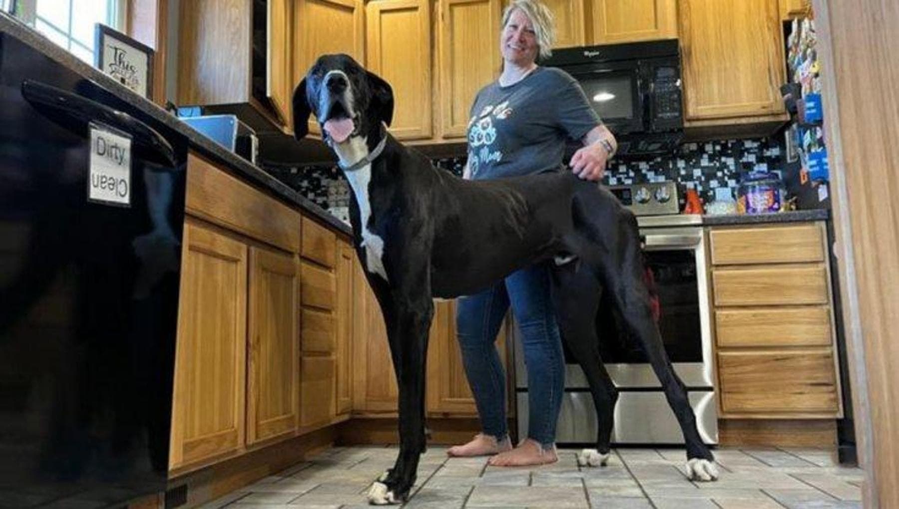 Per il Guinness World Records è Kevin il cane vivente più alto del ...