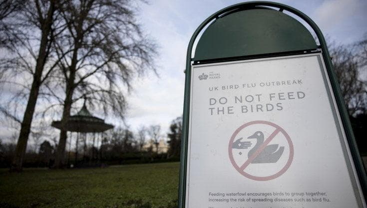 Aviaria: dobbiamo preoccuparci? Come avviene il contagio, quali sono i sintomi e le precauzioni da prendere