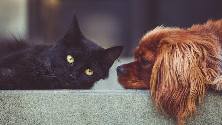 Cani e gatti in vacanza d'estate: come viaggiare senza problemi