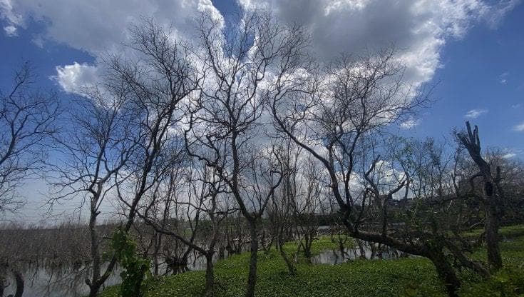 A chi non piace la Nature Restoration Law europea che vuole salvare la biodiversità
