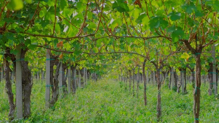 Slow Wine Fair, quelle viti dimenticate recuperate dai vignaioli biodinamici