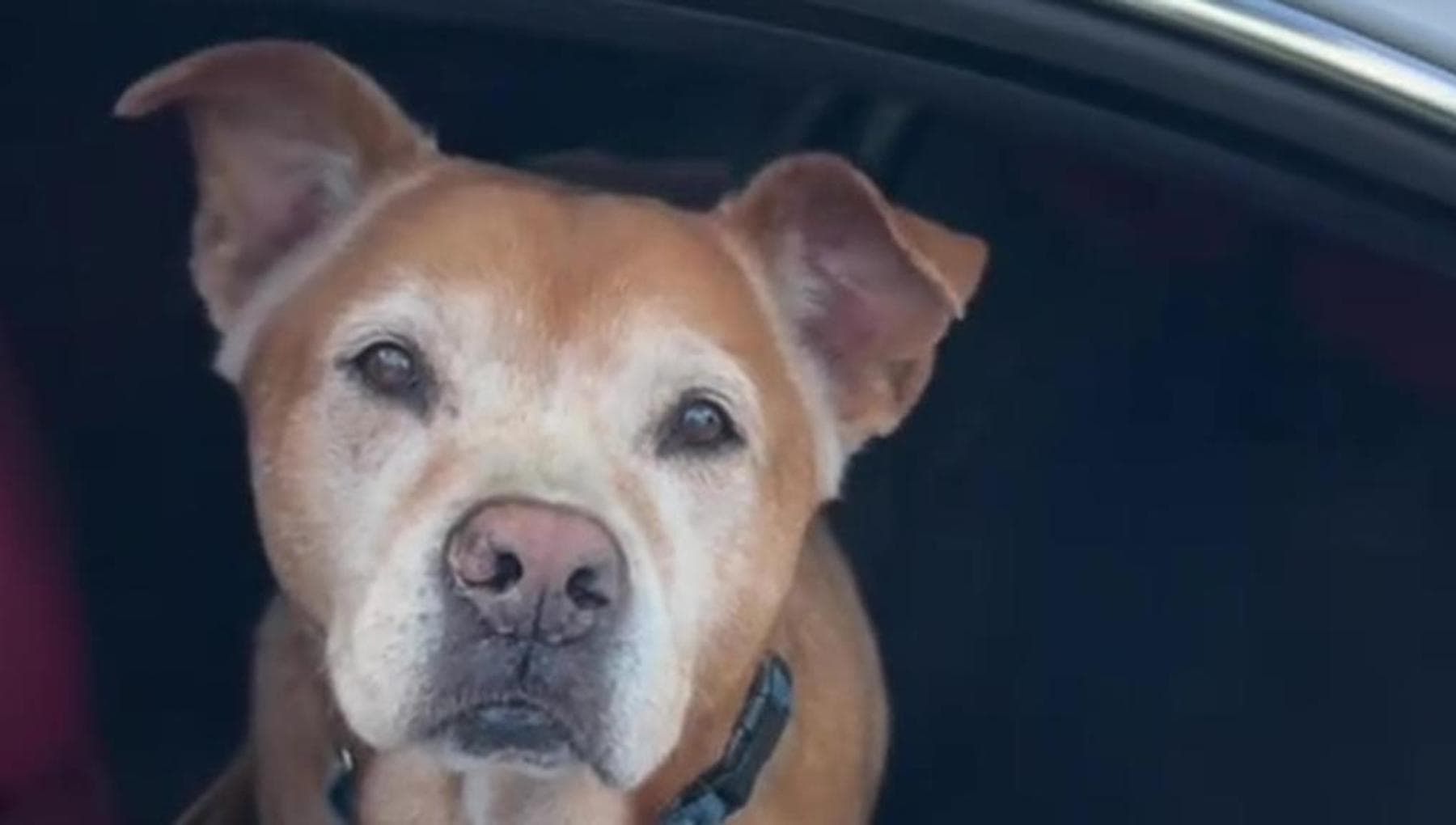 Gli occhi di un cane adottato dopo 1739 giorni in un rifugio fanno ...