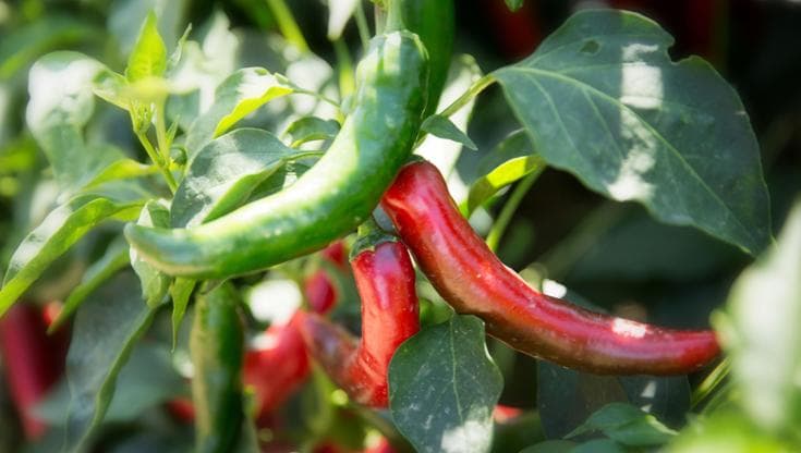Peperoncino, orgoglio di Calabria: ora la Igp è a un passo