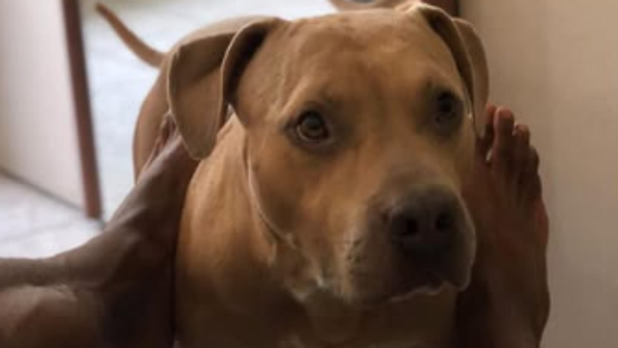 Aaron, il cane morto di stenti in una casa del Comasco: “Nello stomaco ...