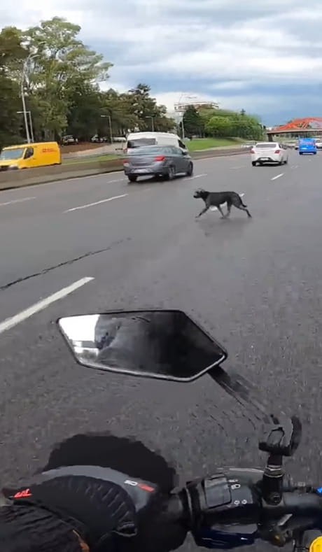 Un cane in pericolo in mezzo alla strada e il commovente gesto del ...