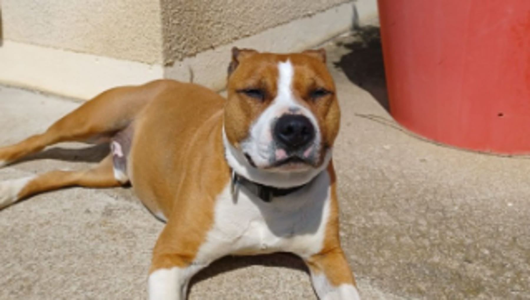 Adottato e abbandonato, il cane Jump torna in rifugio dopo due anni ma ...
