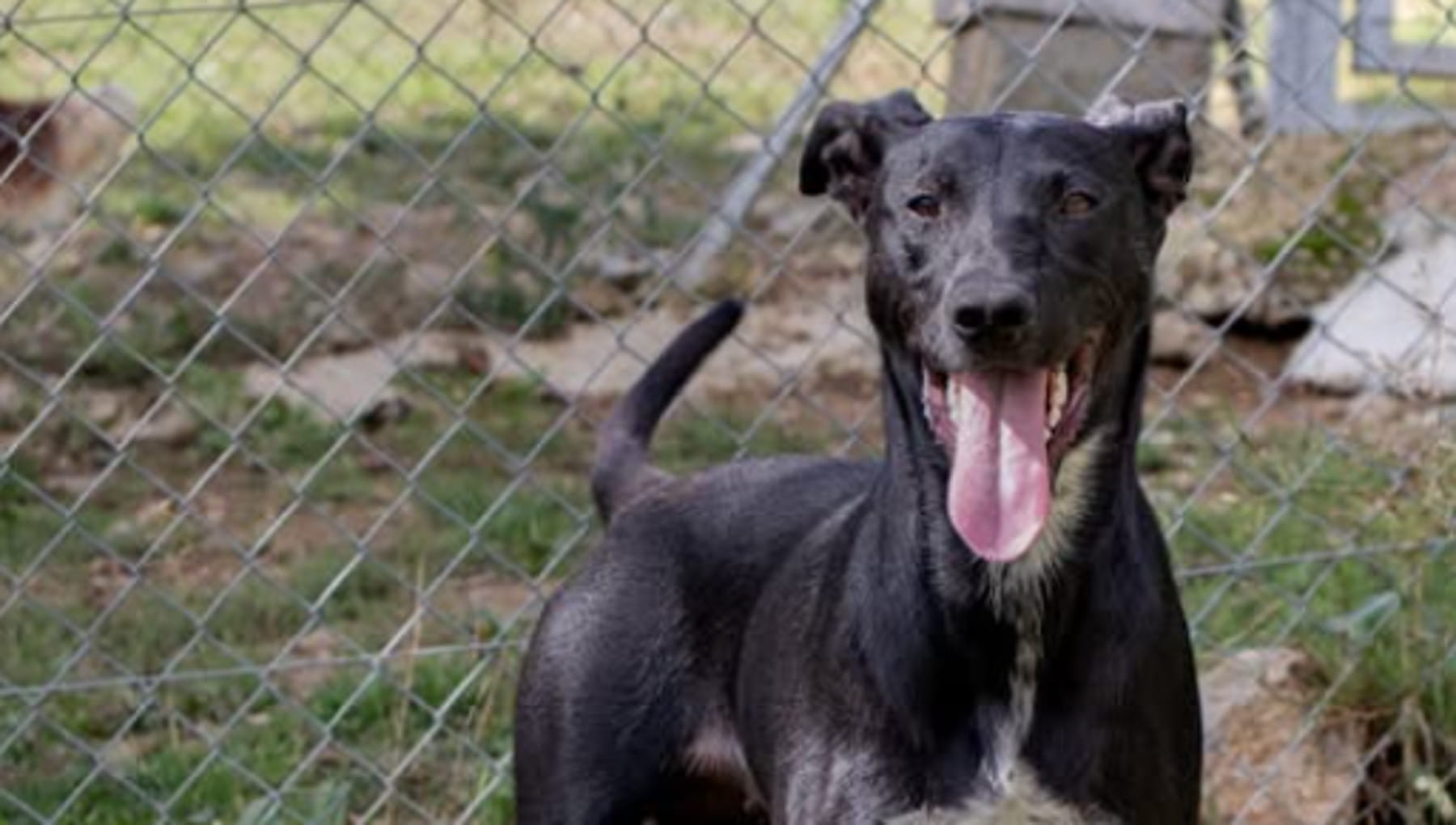 In un solo anno il cane Zizanie ha già vissuto il vagabondaggio, l ...