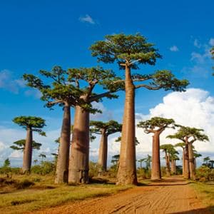 Quali vaccinazioni fare per andare in Madagascar?