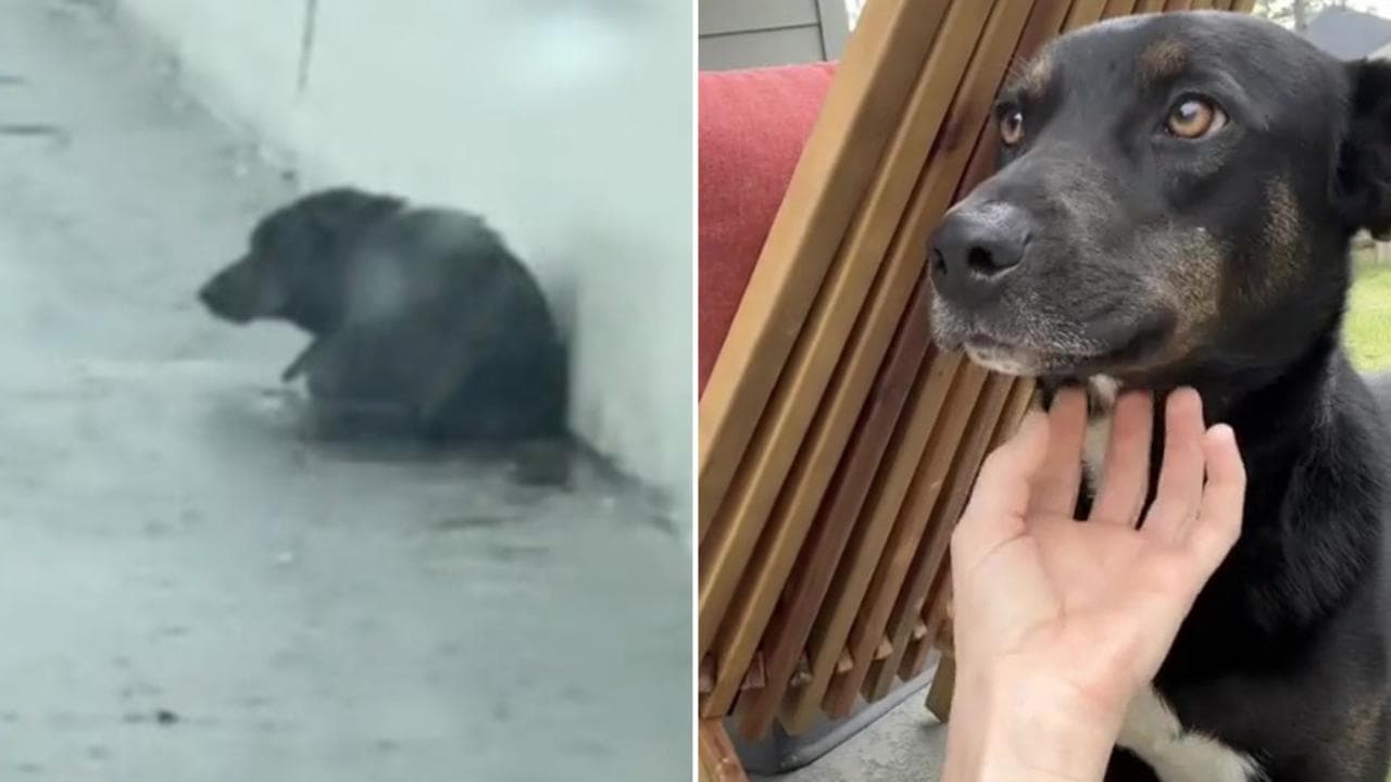 Dalla strada a una nuova vita per un cane grazie all’amore di una donna ...