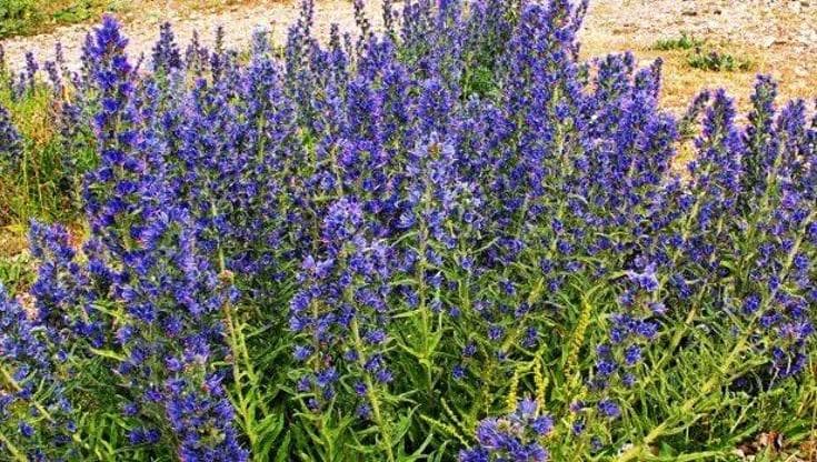Erba viperina, il blu che scaccia la malinconia