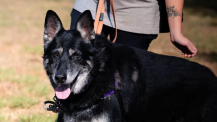 Il cane Nala ha vissuto il dolore dell’abbandono dopo 5 anni di ...