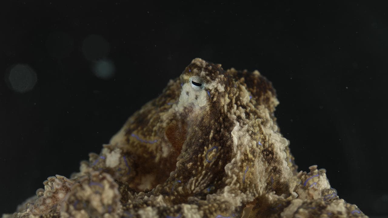 il polpo dagli anelli blu