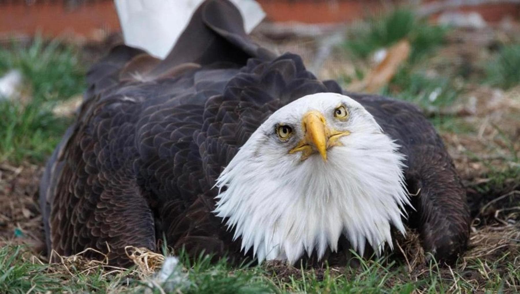Eagle Murphy Dies: Storms End Famous Rock-Coating Bird - News Directory 3
