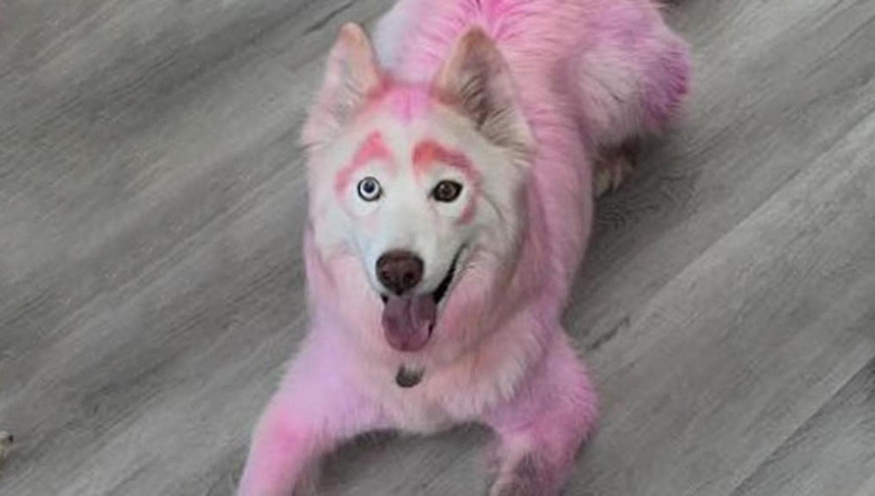 Tutti pazzi per Luna, il cane rosa: abbandonato dalla famiglia, ha ...