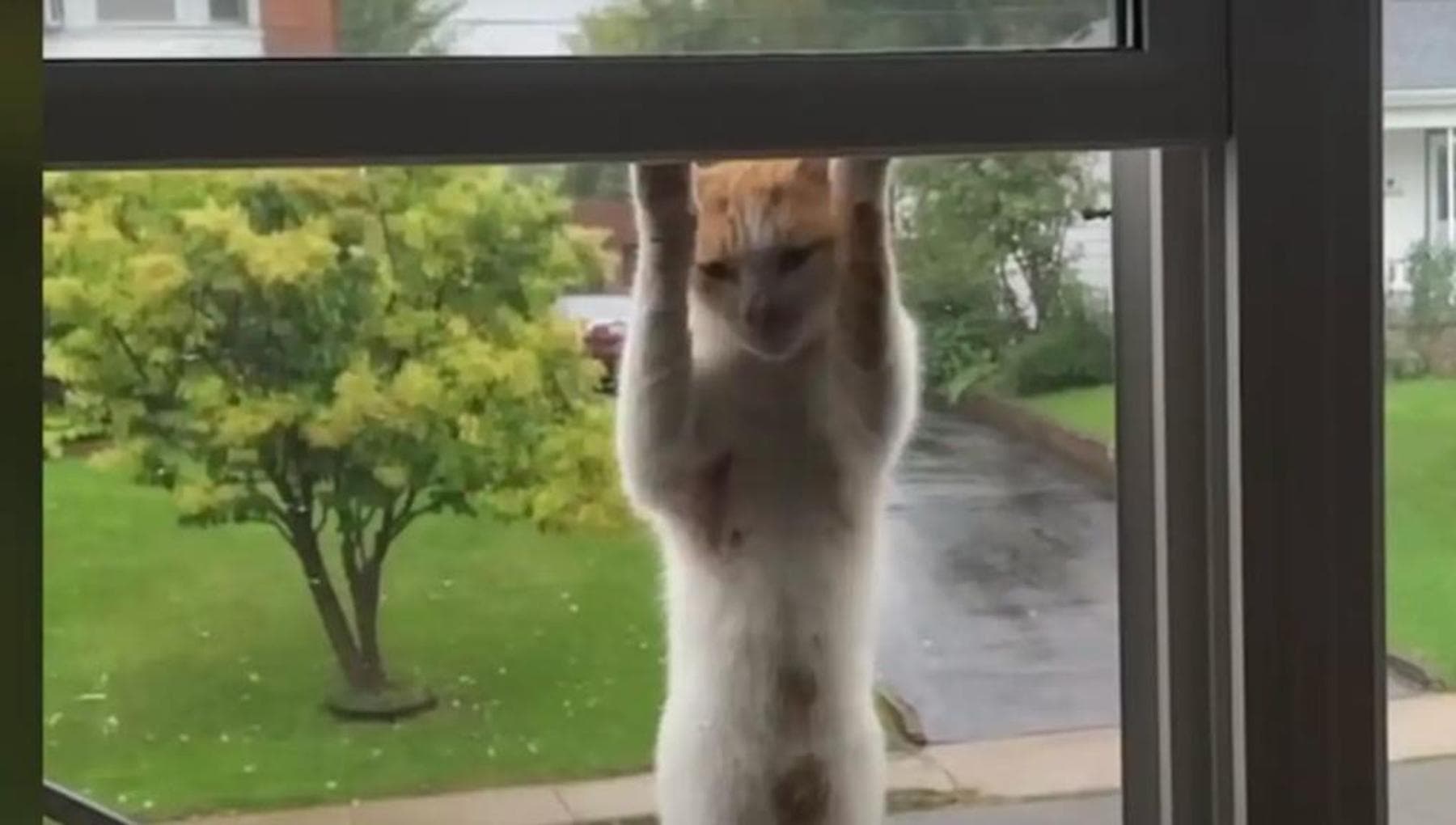 Gatto randagio si arrampica ogni giorno alla finestra di una casa per ...