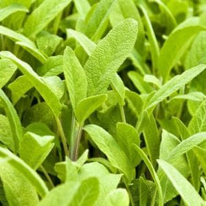 Arnikadan biberiyeye: aromatik bitkiler risk altında