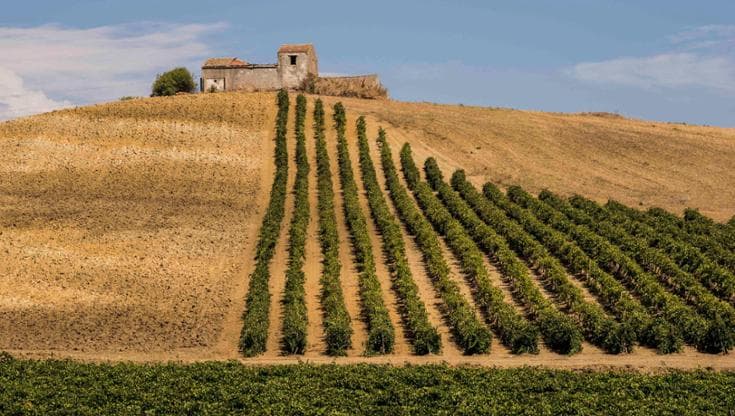 E a Vinitaly la Doc Sicilia si rifà il look puntando su ambiente e vitigni autoctoni