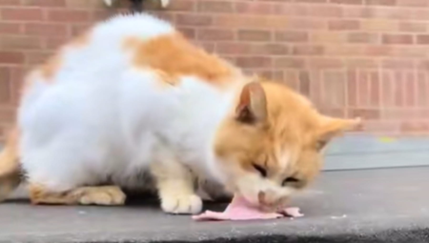 Un gatto randagio si avvicina a un operaio in cerca di cibo e lui se lo ...