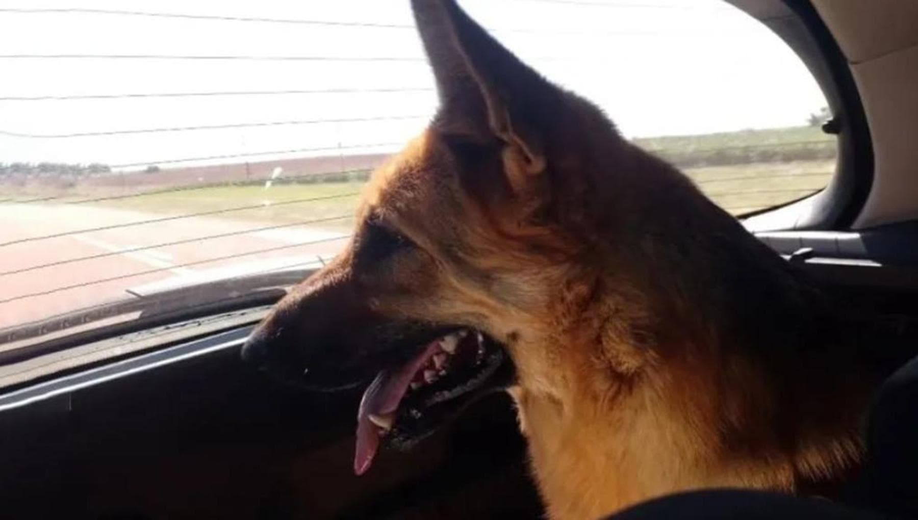 Un cane abbandonato in strada, l’autostop di due insegnanti e quel ...