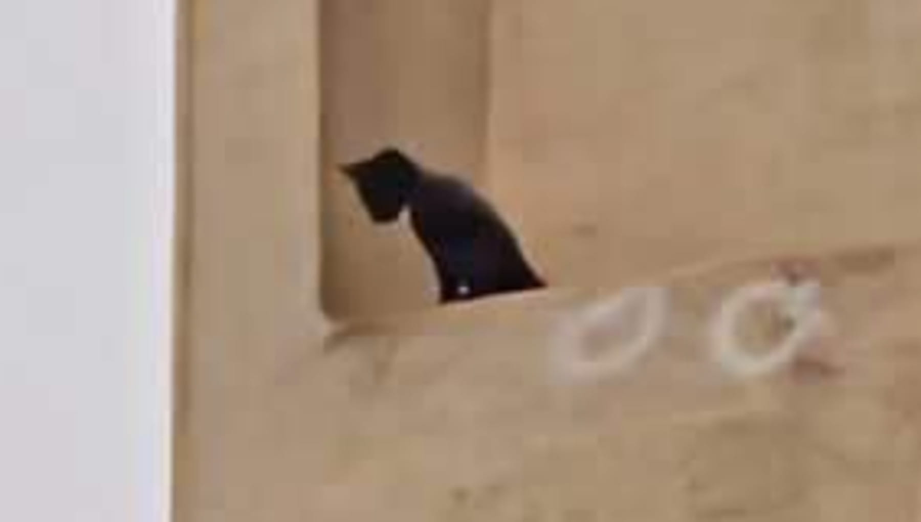 Ecco come il salvataggio di un gatto da un viadotto è diventato un caso ...