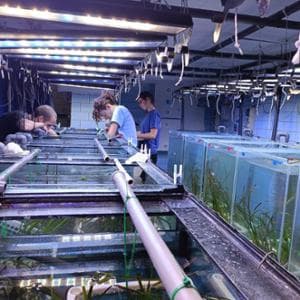 La citizen science per far rinascere la Posidonia: “Portateci i semi spiaggiati”