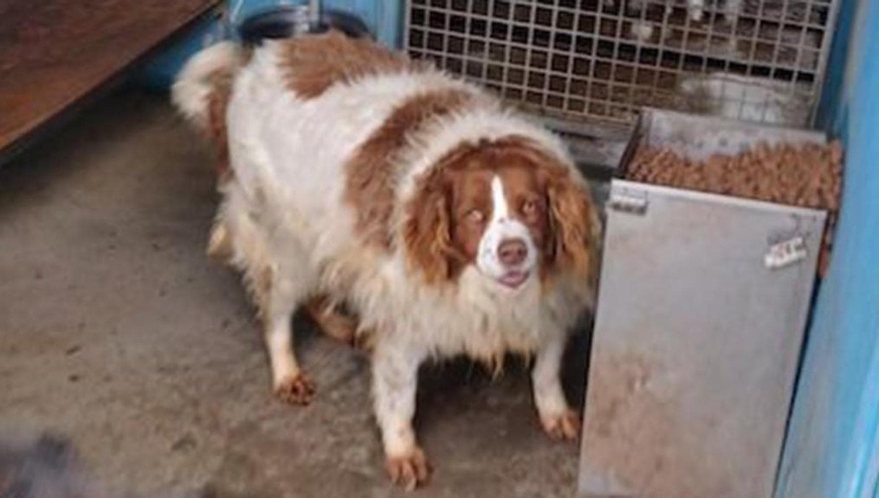 Abbandonato perché non all’altezza di cacciare: Obelix, il cane Breton ...