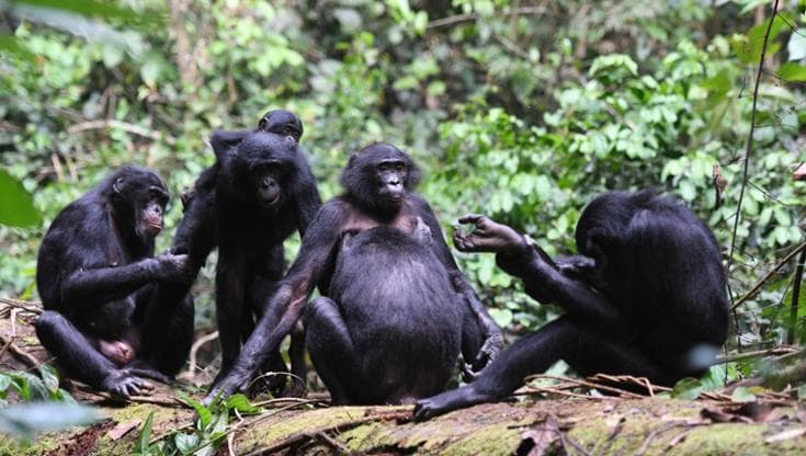 Un gruppo di Bonobo nella riserva Riserva di bonobo di Kokolopori (Foto di Martin Surbeck, Kokolopori Bonobo Research Project)