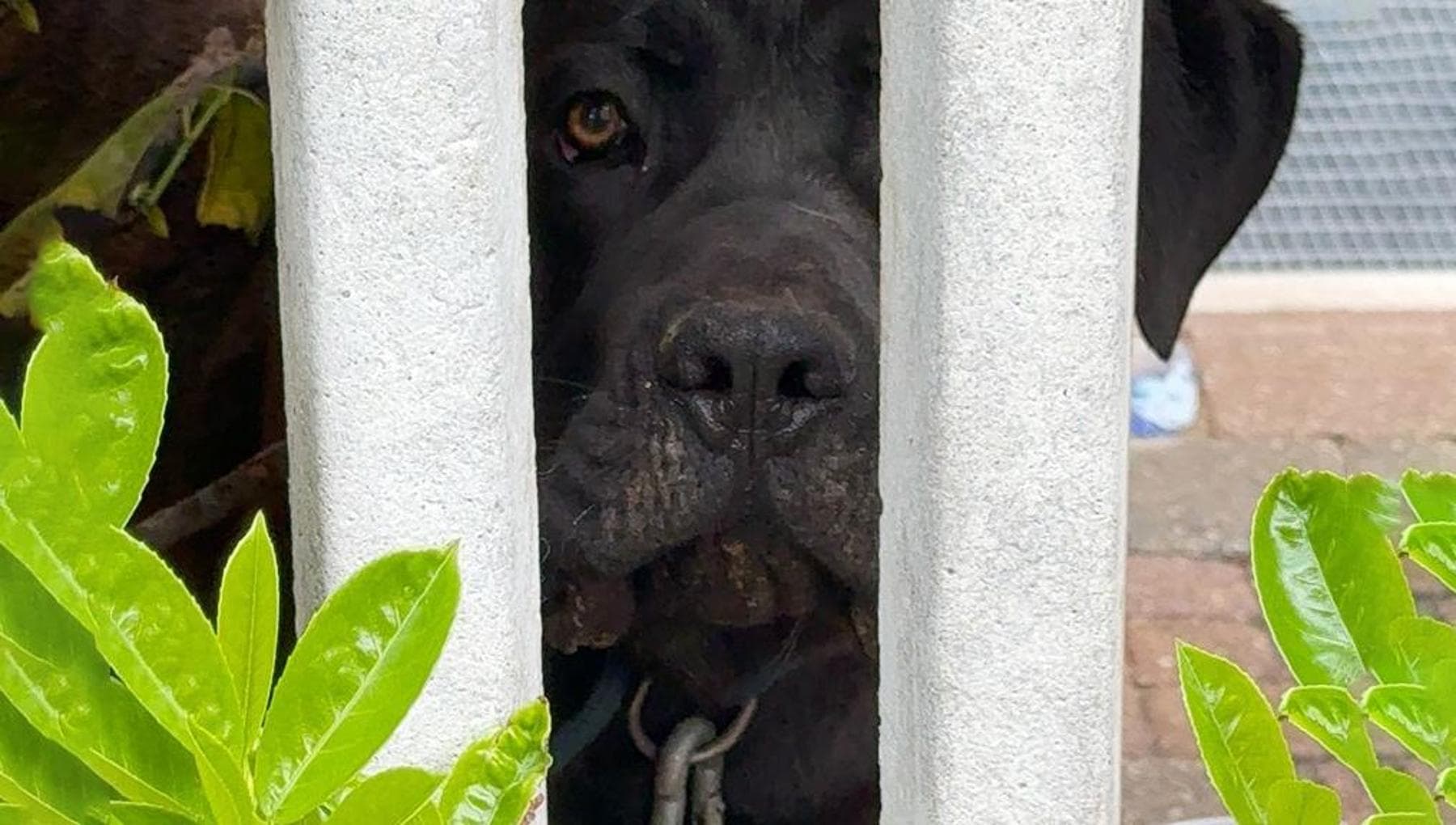 Cane Thor legato alla catena senza cibo e riparo, scatta la prima multa ...