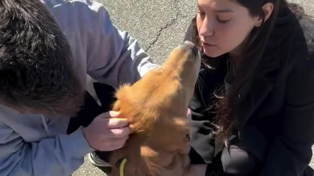 Il cane Golden Retriever che ha trovato l’amore in chi lo attendeva da ...