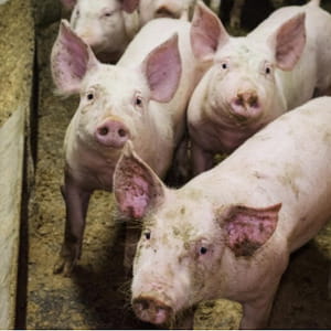 Aviaria, l’Efsa: “Allevamenti suini europei potrebbero diventare un ‘laboratorio’ del virus”