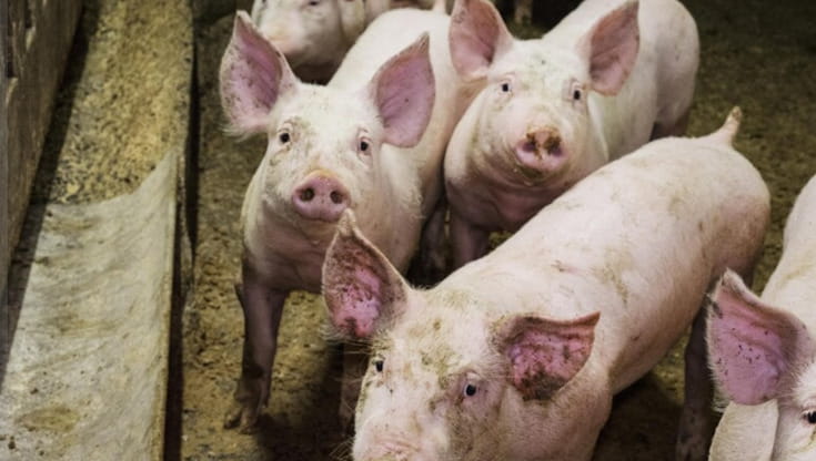 Aviaria, l’Efsa: “Allevamenti suini europei potrebbero diventare un ‘laboratorio’ del virus”
