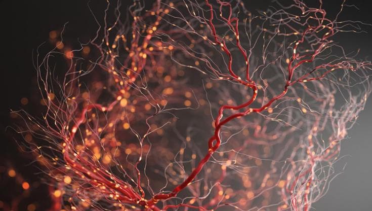 Le neuroscienze? Aiutano a gestire lo stress e le relazioni complicate