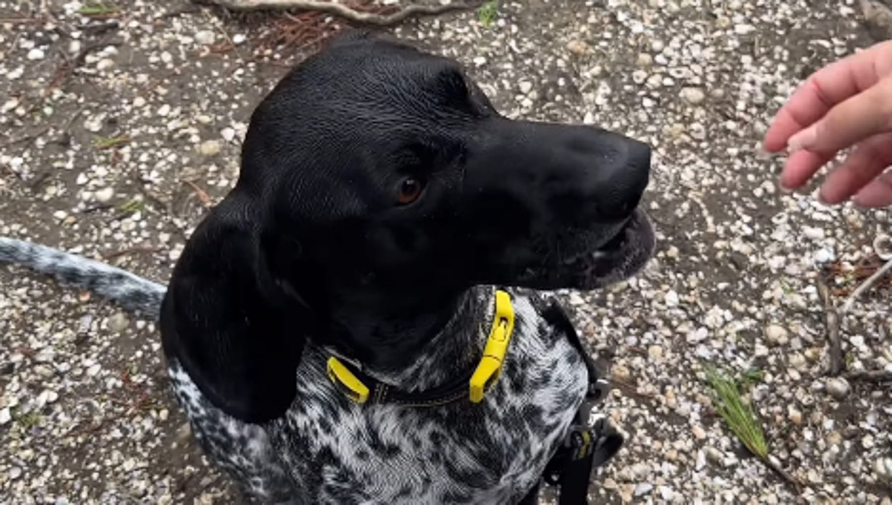 “Si ricorderà di me dopo due anni?”, la reazione del cane della sorella ...