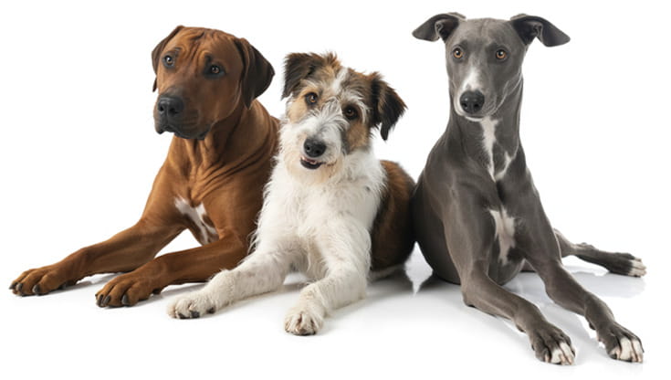 Cane Razza Razza o meticcio, taglia e temperamento: cosa considerare prima di ...