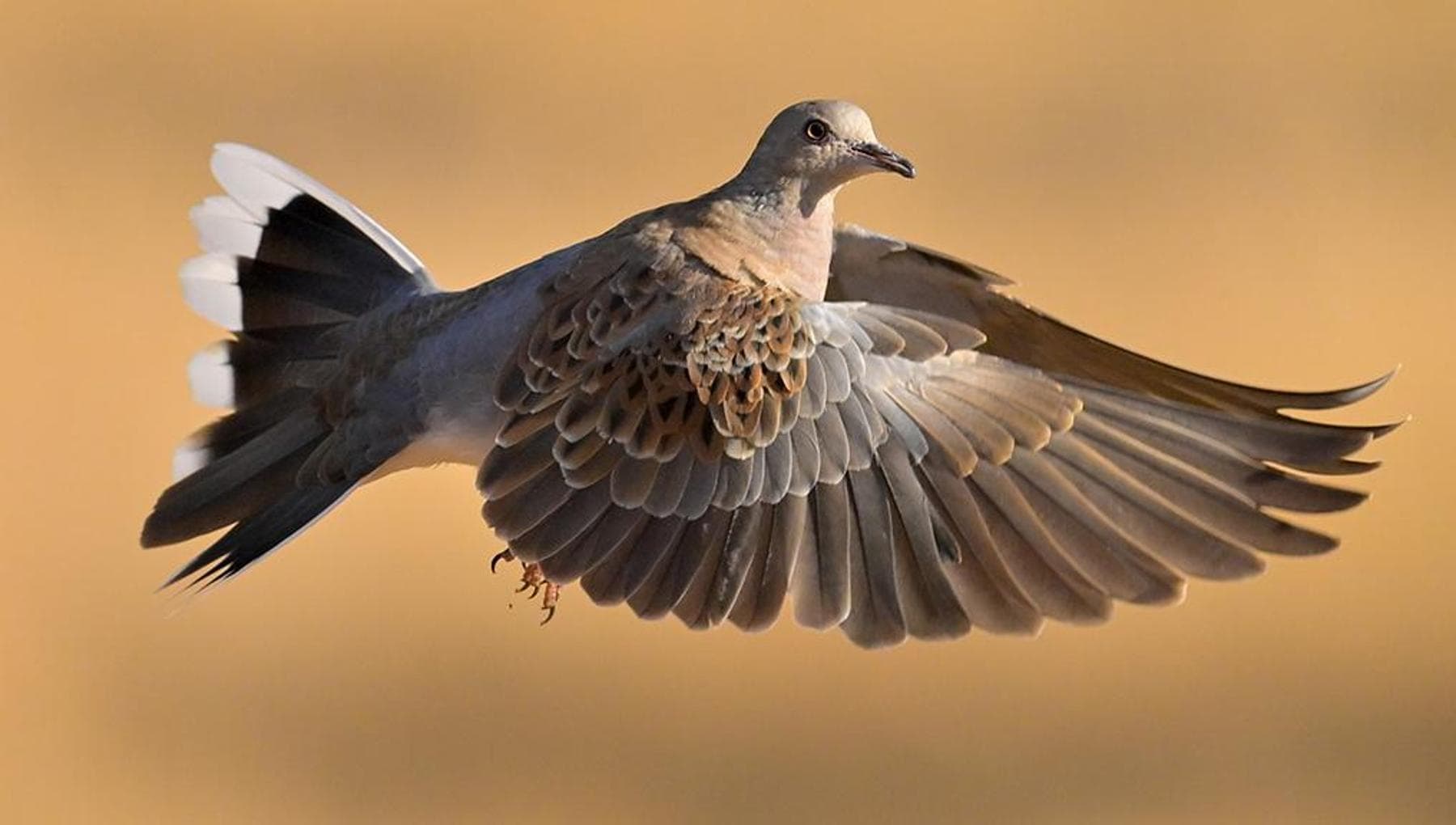 Bracconaggio in Europa, una piaga che continua a minacciare gli uccelli ...