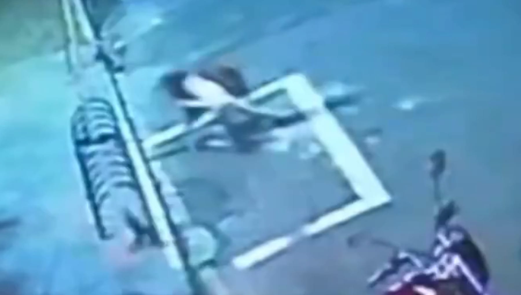 Il gatto Taurinho salva Docinho dall’attacco di un cane con calci ...