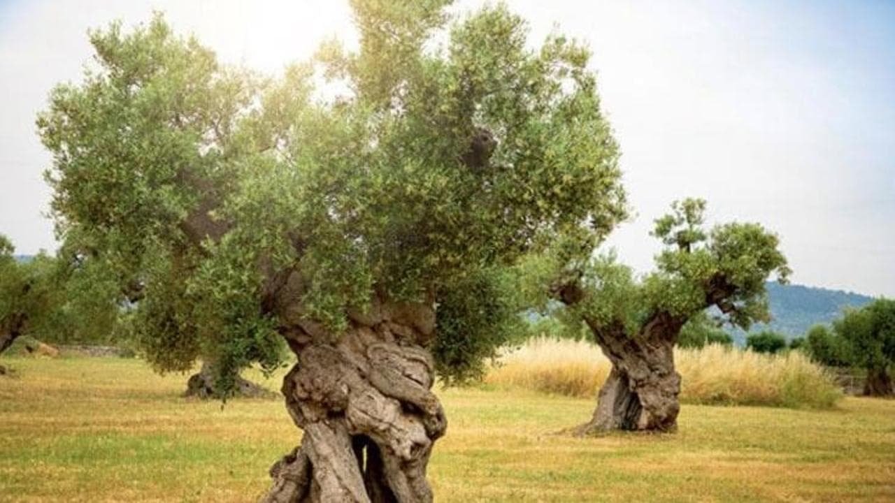 L’appello del Consorzio: “Difendere l’Olio Igp Sicilia da imitazioni e truffe. La politica ci aiuti”
