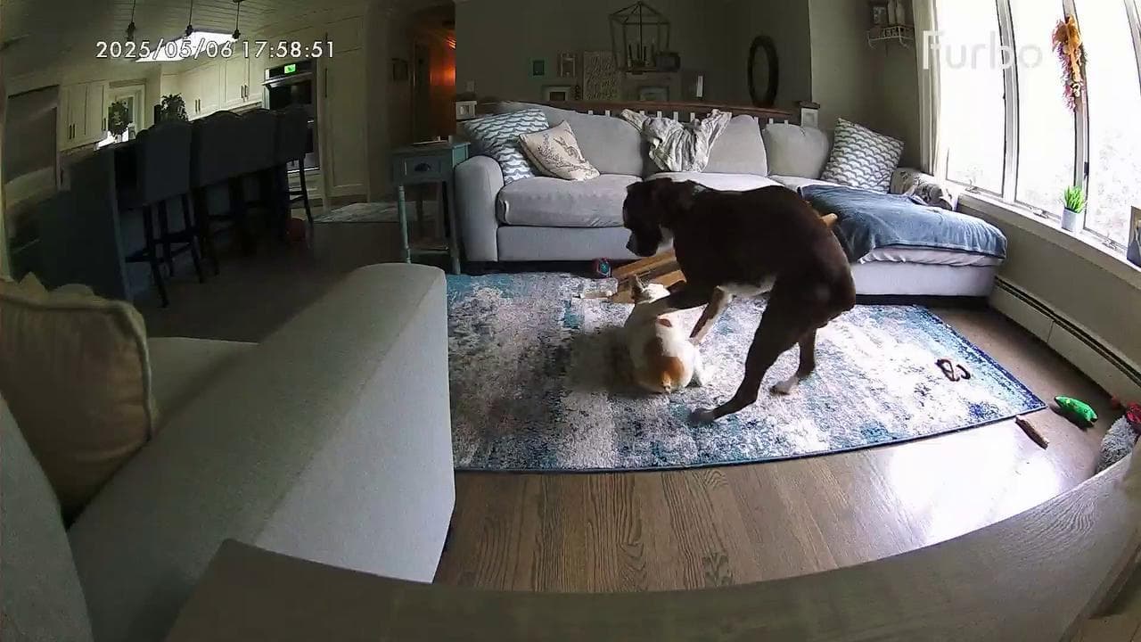 Il cane eroe che ha salvato il fratello durante una crisi epilettica ...
