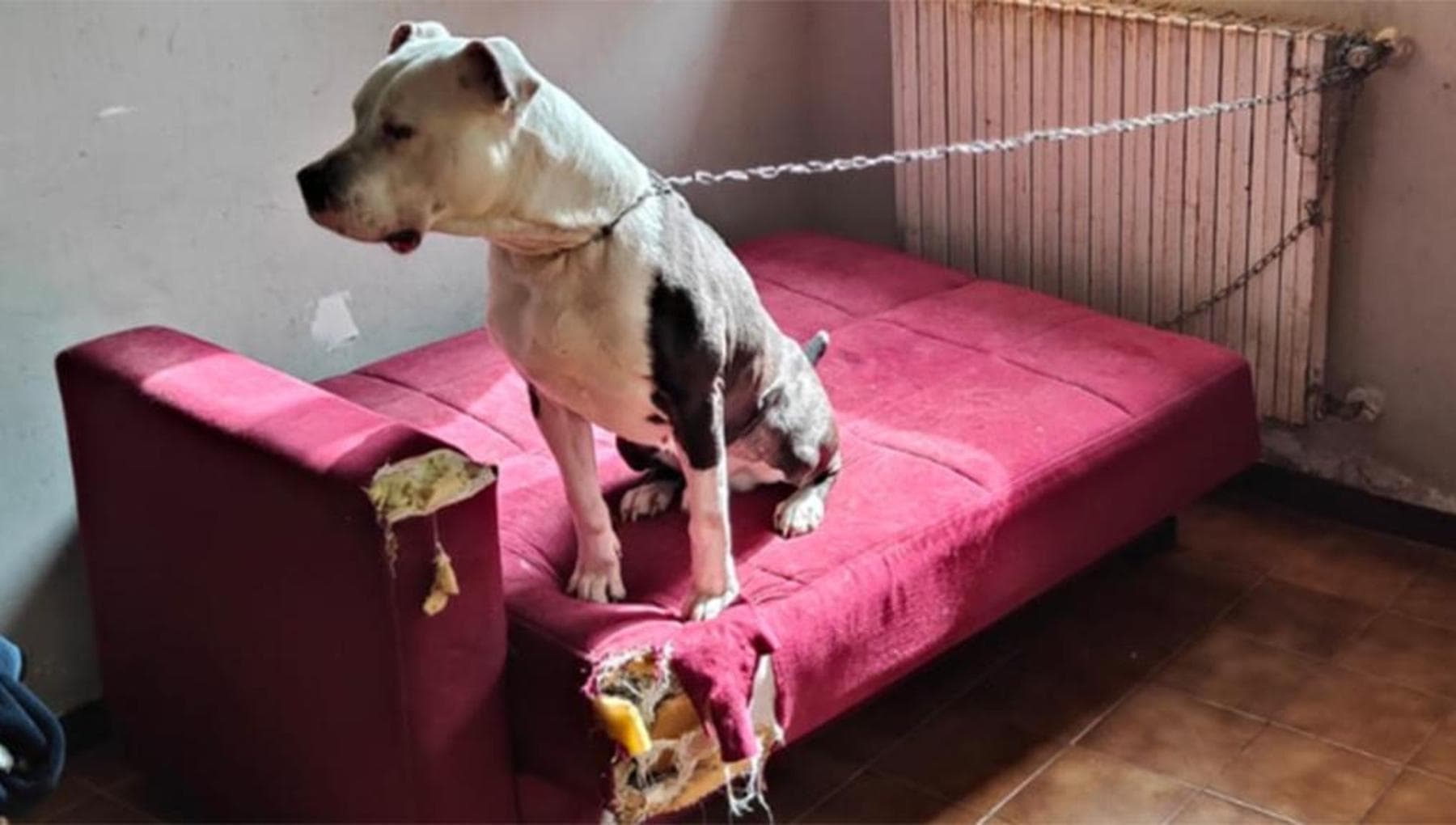 Legato, affamato, dimenticato: salvato Argo, il cane abbandonato in una ...